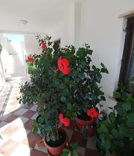 Appartement Antonio *