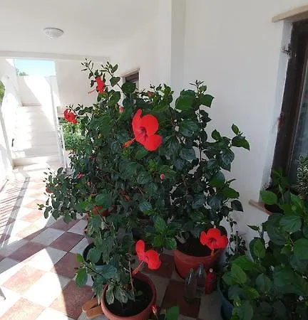 Apartman Antonio *